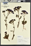 Phacelia crenulata var. ambigua image