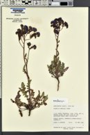 Phacelia crenulata image