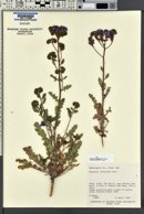 Phacelia crenulata image