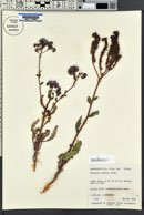 Phacelia crenulata image