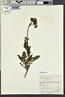 Phacelia crenulata image