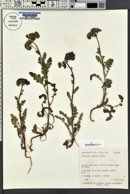 Phacelia crenulata var. ambigua image