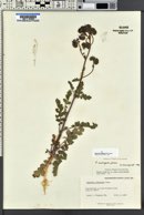 Phacelia crenulata image