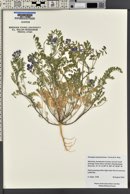 Astragalus pubentissimus image