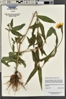 Helianthus nuttallii image
