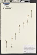 Logfia gallica image