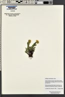 Solidago multiradiata image