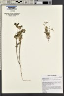 Acmispon maritimus image