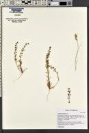 Lepidium nitidum image