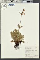 Geum triflorum image