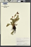 Geum triflorum image