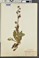 Geum triflorum image