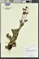 Geum triflorum image