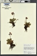 Geum triflorum image