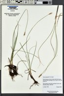 Carex praegracilis image