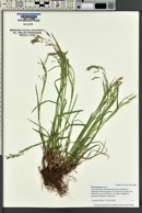 Poa arnowiae image