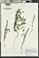 Alyssum simplex image