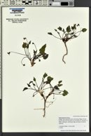 Viola purpurea image