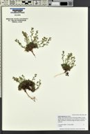 Draba oligosperma image