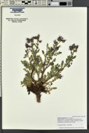 Phacelia argylensis image