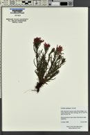 Castilleja applegatei image