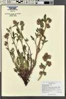 Phacelia heterophylla image