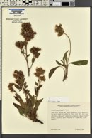 Phacelia heterophylla image