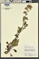 Phacelia heterophylla image