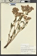 Phacelia heterophylla image