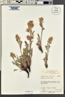 Phacelia heterophylla image