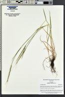 Aegilops cylindrica image