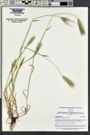 Hordeum murinum subsp. glaucum image