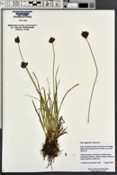 Carex egglestonii image