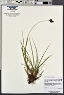 Carex heteroneura image