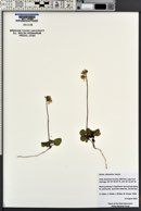 Pyrola chlorantha image