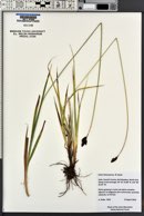 Carex heteroneura image