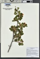 Amelanchier utahensis image