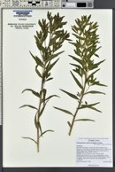 Lithospermum ruderale image