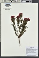 Castilleja chromosa image