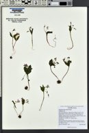 Claytonia lanceolata image