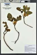 Mahonia repens image