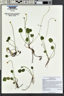 Ranunculus cymbalaria image