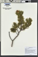 Pinus edulis image