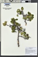 Amelanchier utahensis image