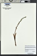 Piperia unalascensis image