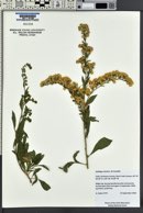 Solidago velutina image