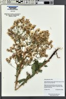 Herrickia glauca image