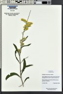 Solidago velutina image