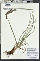 Calamagrostis scopulorum image