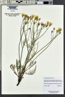 Crepis intermedia image